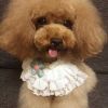 Handmade Retro Style Flower Lace Dog Collars Necklace 8.2-11.2"