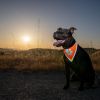 Orange Dog Bandana M Size Hi Visibility Reflective Blaze Orange Bandana
