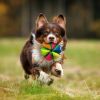 Nerf Dog Wedge Ball Dog Toy