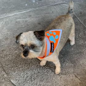Orange Dog Bandana S Size Hi Visibility Reflective Blaze Orange Bandana