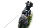 Realtime GPS Location Tracking Collars for Dogs Size: M