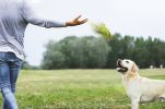 Plush Parrot Shaped Dog Rope Chew Toy with Sound