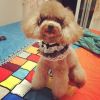 Retro Handmade Black Lace w/ Beads Dog Collar Necklace 8.2-11.2"