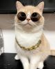 Gold Chain Dog Collar Keji Teddy Fadou domineering Necklace