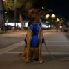 Rechargeable LED Light Up Harness