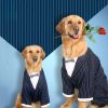 Big dog striped bow tie suit