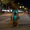 Rechargeable LED Light Up Harness