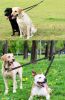 No Tangle Double Dog Leash Coupler; Bungee Lead Reflective for Nighttime Safety